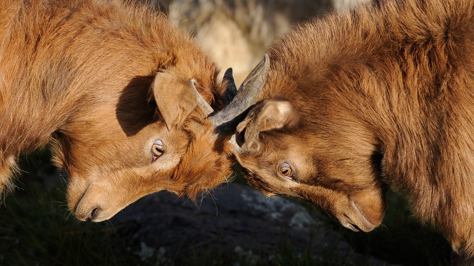 Co-Ownership of Real Property – What to do when things go wrong
