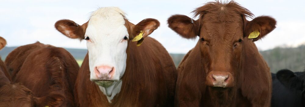 Cattle Industry Wins Big &#8211; Government Backs Down