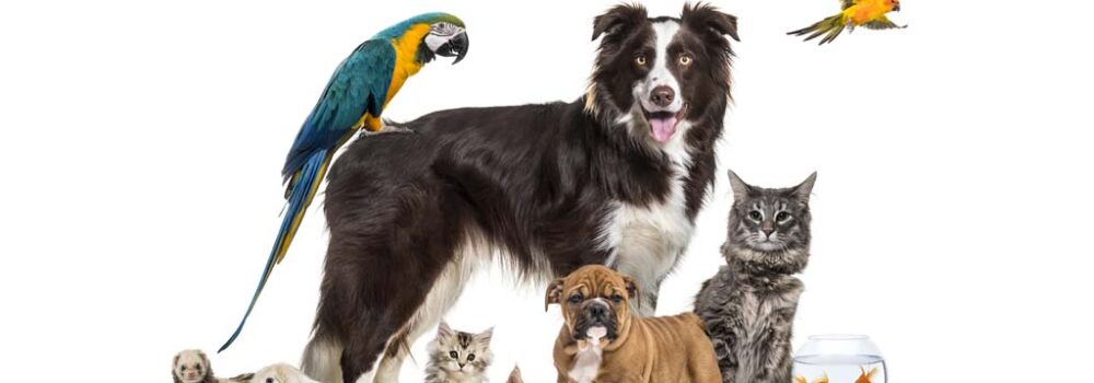 Managing Animals - A Community Issue