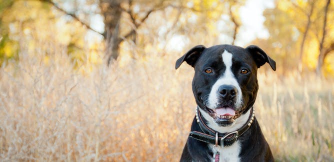Dangerous Dog Round Up: Recent QCAT Cases Give Councils Pointers